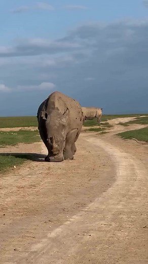 4.4K views · 32 reactions | ❤️ Majestic Marvel: The giant white...