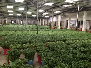 [Hot Item] Dracaena Sanderiana Indoor Plant Flower Fengshui Bonsai Evergreen Spiral Lucky Bamboo