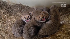 Two large litters of cheetah cubs were born in a span of one week by two different mothers at the Smithsonian Conservatory. | HuffPost