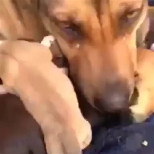 Dogs reaction after her and the pups were rescued.🥹 Please don’t pass without leaving a heart ❤️
