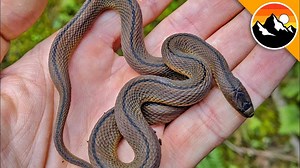 Japan's rarest ground snake
