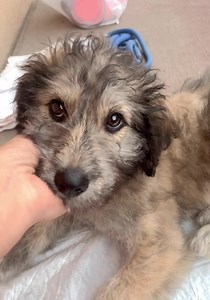 18K views · 3.4K reactions |  Romeo 6 kg, 3 months old boy, he is...