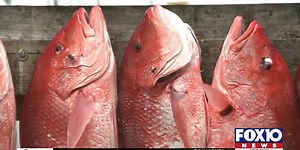 Red snapper season extended for recreational and private anglers