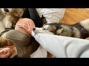 Giant Husky Goes Crazy To Protect His Pregnant Mum! Guard Dog Bites Me!