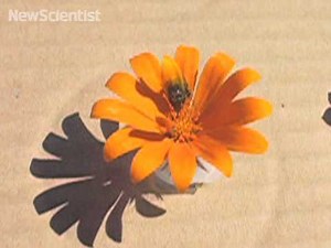 Fly "mates" with a flower