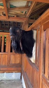 Damascus goat