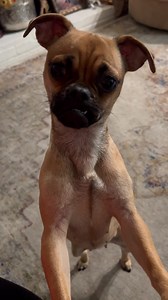 This is who’s been sucking up all my free time. I can’t say no to this face. AND she’s sooo jealous of the dolls. Sheeesh ! | Jen's Dolly Den