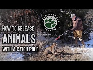 HOW TO RELEASE A BOBCAT AND OTHER ANIMALS WITH A CATCH POLE