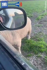 24 reactions | This angry ram is not fond of this farmer!  via ViralHog | Daily Mail Video | Facebook