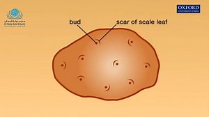 11 reactions · 3 comments | Reproduction in plants Asexual reproduction in potato tuber Science Lesson Grade 9 #مدارس_بوابة_المعالي_العالمية | Al Maaly Gate Int'l Schools | Facebook