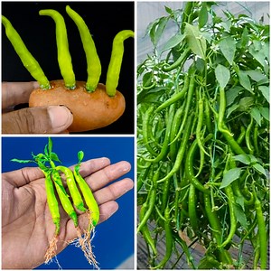 How To Grow Chillies At Home | Propagate chilli plant from chilli | Seed To Harvest | Nakshi Katha Design