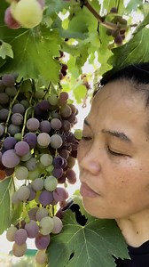 11K views · 287 reactions | Mukbang anggur all you can eat 藍藍朗semangat nanam anggur yuk 朗 #jepang#hidupdijepang#kehidupanjepang#ceritatehrina#emakemak | Lina Rokayah | Facebook