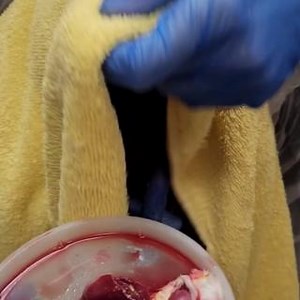 This Turkey Vulture was found weak and underweight on the side of the road, with symptoms of head trauma and lead poisoning 🩸 Bloodwork showed anemia and blood lead levels higher than our in-house machine could read, indicating lead toxicity. Rehabilitation staff has been treating it with fluids, vitamins, and medications to treat the lead toxicity and head trauma. We're happy to say it has been showing improvement and starting to eat, but its prognosis is still guarded, and staff will continue