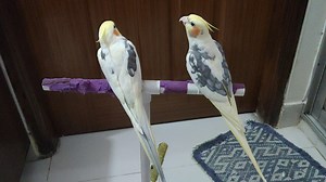 Singer pikachu 😍 | yellow feather