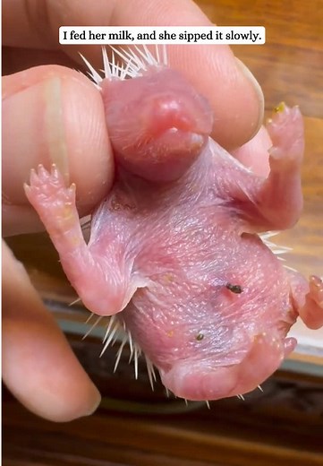 Newborn Hedgehog Rescue