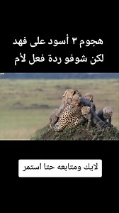 Cheetah Mother vs Lion: How She Distracts a Male to Save Her Cubs