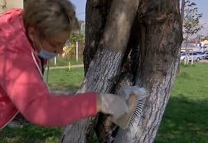 Primarul din Rovinari a scos funcţionarii la curăţenie, în oraş