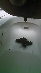 taiwan boy squat poop diarrhea 24