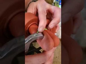 Castration of bull with banding technique. No vet needed!