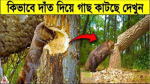 14K views · 1.1K reactions | এই প্রানী গুলোর বাসা বানানো দেখলে আপনিও অবাক হয়ে যাবেন | ছায়াপথ Masum | Facebook