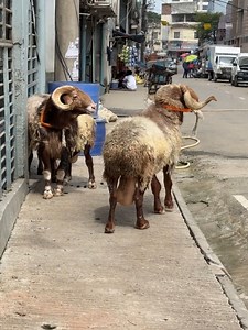 838K views · 1.9K reactions | Three Aaasi Dumba | Dumba Farm | Dumba...