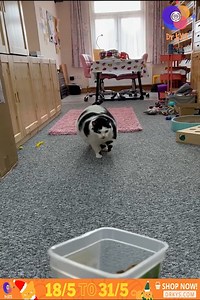 How to summon a gluttonous fat cat | Your Pets