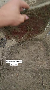 8K views · 214 reactions | Mother Do not eat termites without her chicks || #Motherslove #Birdslover2 | Birds Lover 2 | Facebook