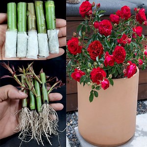 How to grow Rose from cuttings using toilet paper | Rose propagation from cuttings | Tamanna Garden