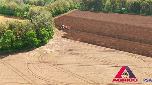 At Agrico PSA, we're dedicated to providing you with the highest quality certified seed potatoes. That's why our team is hard at work planting on our highlands farm in Nakuru, Kenya to ensure a bountiful supply of Certified Seed Potatoes for next season!🥔🌱 Grown in Nakuru Kenya. Used all over Eastern Africa. | Agrico EA.