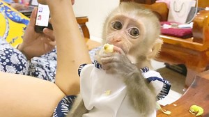 5.2K views · 75 reactions | Today Princes Maya Eat So Much, Baby Monkey Maya Very Cute Sitting Eat Lotus | Monkey Free | Facebook