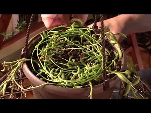 String of Bananas - Propagation