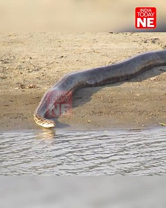 #Assam: A 15-foot-long python was caught on camera by tourists in the Burhapahar forest area of Kaziranga National Park. It had come to drink water from the Diphlu river. | IndiaToday NE