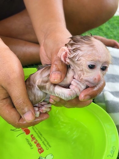 Adorable Baby Monkeys: The Cutest Animal Moments