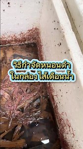 How to get rid of black worms in a tubifex worm container🪱 #tubifexworms #fishfood #bettafishfood
