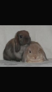 Adorable & Cute Bunnies Compilation