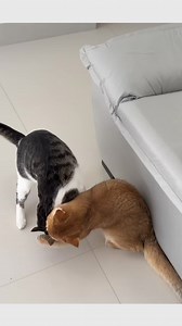 4.6K views · 89 reactions | Two male cats fighting. . . . #viralvideo #catlovers #funny #cat | animal lover | Facebook