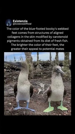 Why Blue-Footed Boobies Show Off Their Neon Blue Feet