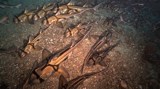83K views · 526 reactions | No boys allowed! Researchers return to an all-female shark slumber party on the seafloor. | USA TODAY | Facebook