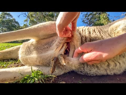 Go Inside a Kangaroo Pouch - Baby Kangaroo 🦘