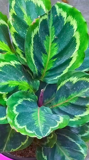 Beautiful Calathea Medallion ❤️ #Amazing #beautiful #calathea #plants #reels #viral #viralreels #beauty #garden #gardening #plantas #foryou #video #foryoupage #fyp | Decor & Beauty