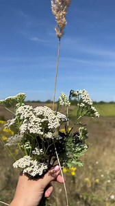 Wild Yarrow Tincture: Achillea Millefolium Extract, 50ml - Etsy UK