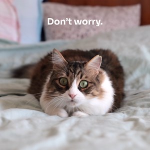 1.2K views | + Who are some key patients that can benefit from SDMA testing? + What should I do with an increased SDMA result? + When should I include SDMA testing? Download the 5 minute guide today ➡️ https://bit.ly/3VbceIU | IDEXX | Facebook