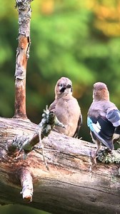 1.7K reactions · 21 comments | Young and adult Eurasian Jays...