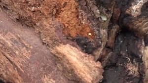 Fomes Fomentarius Texture: video stock (100% royalty free) 21588433 | Shutterstock