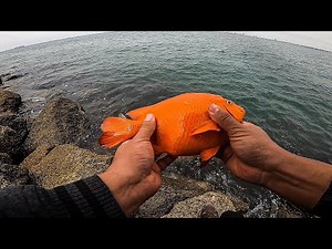 Long Beach Low tide Jetty fishing 72nd Place Catching Garibaldi