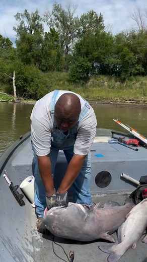 BIG Missouri blue catfish catch & release #Missouririverboyzcatfishing #fbreelsviral #fbreelschallange #eberlinboats #reelschallange #reelsfacebook #missourfishing #bigmuddy #midwest #mississippiriver #boating #riverlife #boatinglife #loweboats #missouririver #mizzou #marriedlife #outdooradventures #outdoorlife #anglerlife #bluecatfish #trotline #bankpole #fishingislife #fishingtrip #missourioutdoors #tombstone #catchandrelease #bigmuddy | Funny Home