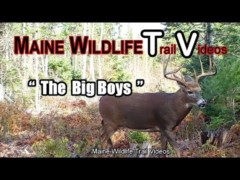 Huge Whitetail Buck/The Big Boys/Big Maine Bucks/Trail Cam | Maine Wildlife Trail Video