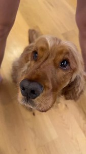 Reminder, please feed the dog! 🥩 #feedme #funnydog #dogsofinstagram #cockerspaniel #cocker #englishcockerspaniel #puppylove #doglover #cutie #cutedog | Hugoloveshoney