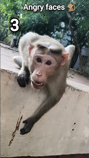 Monkey angry faces 🐒 compilation