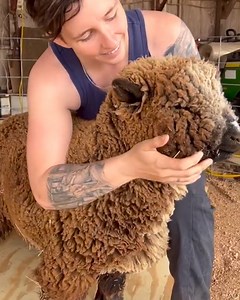 160K views · 542 reactions | It's shearing season for this nervous llama and these calm sheep! | MetDaan DIY | Facebook